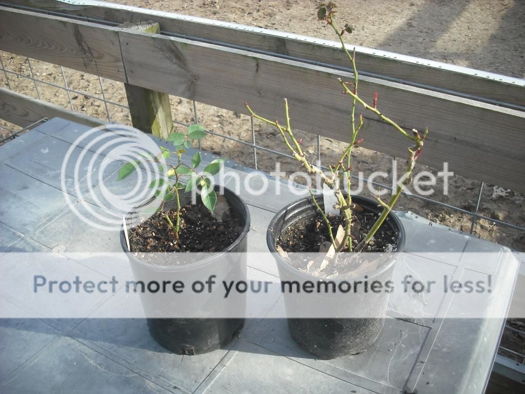 Rose Bands 2-15-14 photo DSCF1523_zps9defa7eb.jpg