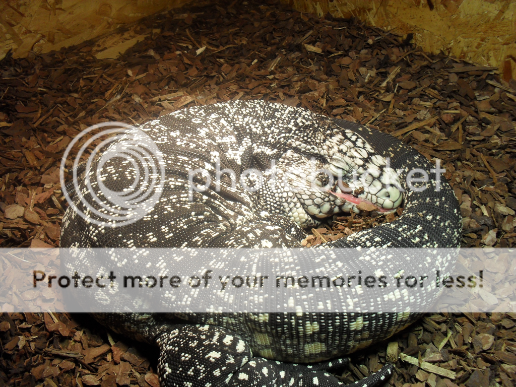 BEYEU-PETVN Chuyên cung cấp thú nhỏ:HAMSTER,GUINEA PIG, RABBIT, HEDGEHOG và vật dụng - 27