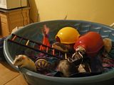 playtime002.jpg bp2 image by lilredpixie_2000