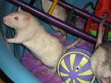 playtime005.jpg toad image by lilredpixie_2000