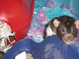 playtime009.jpg dex image by lilredpixie_2000