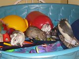 playtime011.jpg image by lilredpixie_2000
