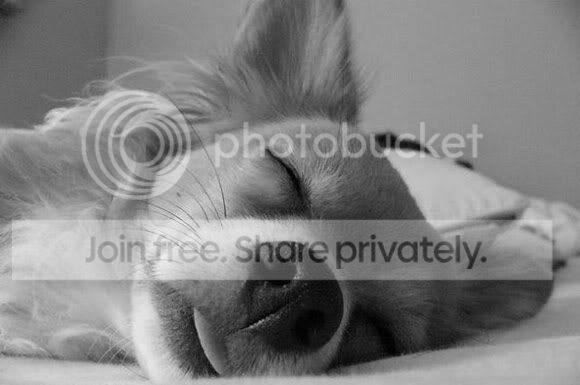 cute-sleep1.jpg