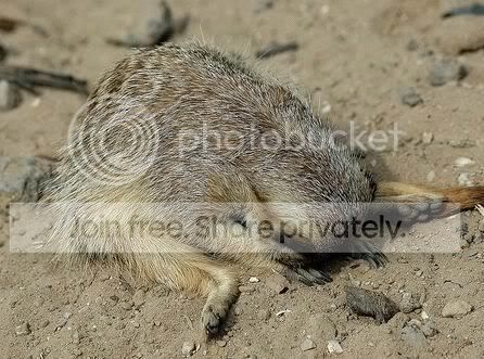 cute-sleep11.jpg