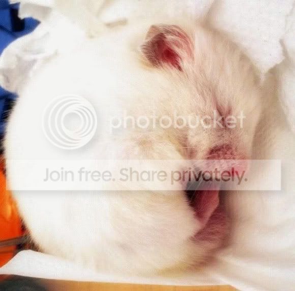 cute-sleep17.jpg