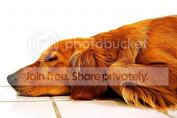 cute-sleep18.jpg