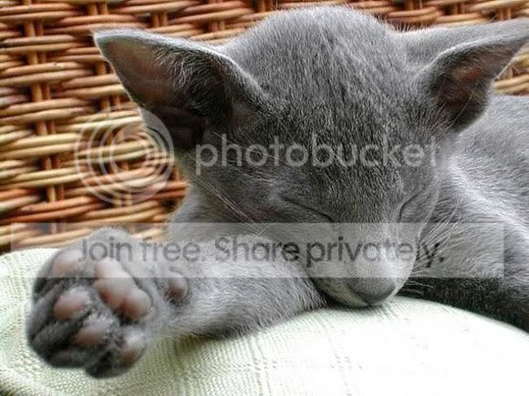 cute-sleep19.jpg