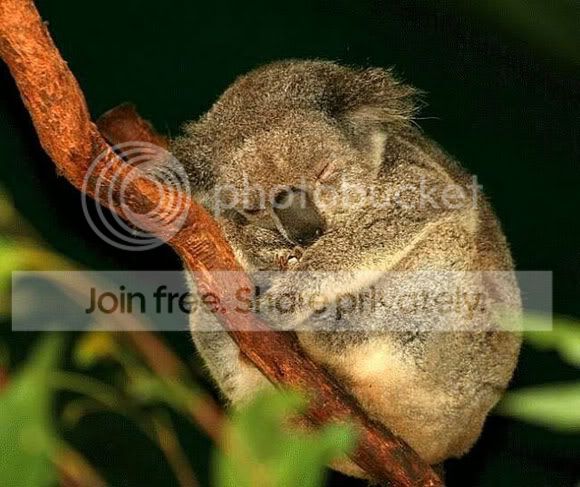 cute-sleep2.jpg
