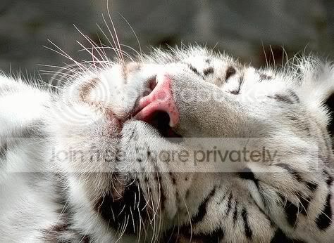 cute-sleep20.jpg