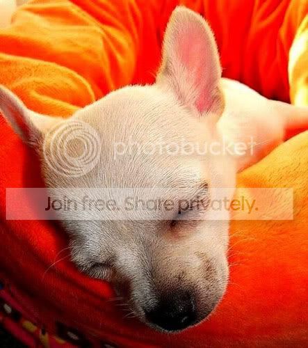 cute-sleep25.jpg