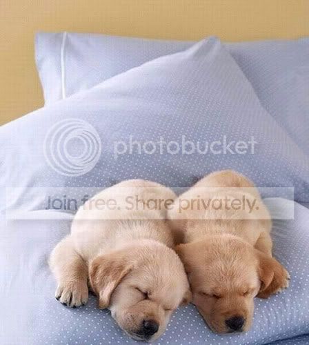 cute-sleep26.jpg