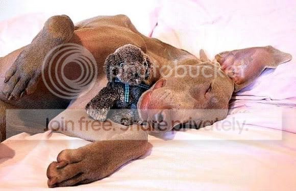 cute-sleep27.jpg