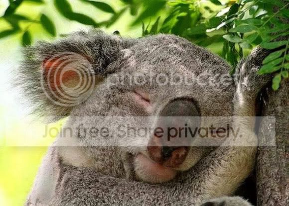 cute-sleep3.jpg