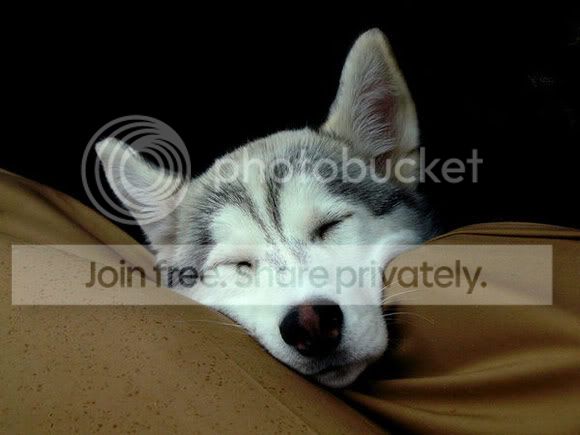 cute-sleep31.jpg