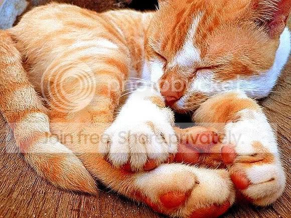cute-sleep5.jpg