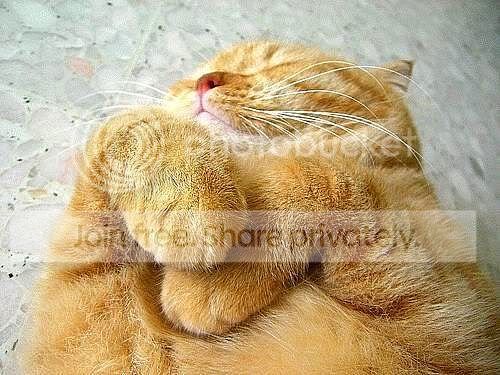 cute-sleep6.jpg