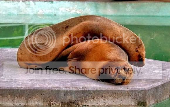 cute-sleep7.jpg