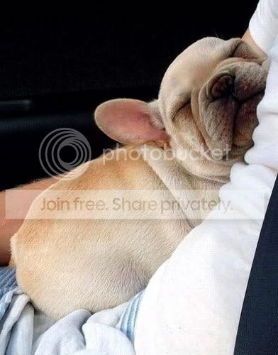 cute-sleep9.jpg